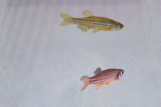 Zebrafish care sales